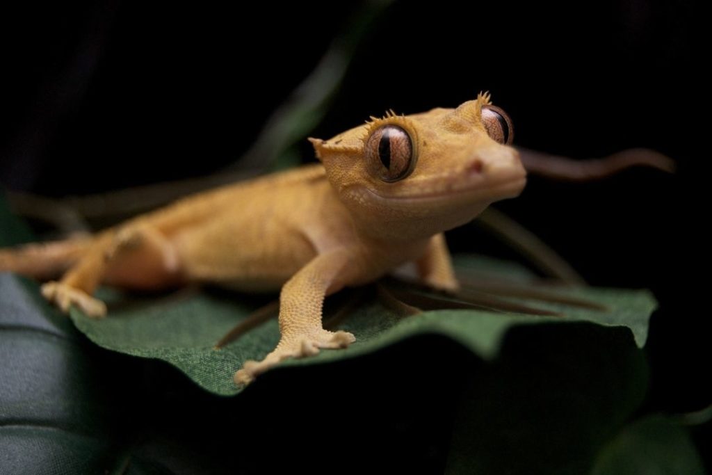 crested gecko on a leaf