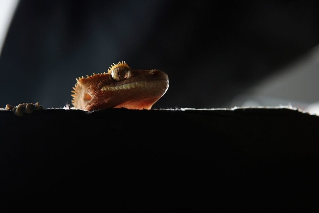 crested gecko looking over a box