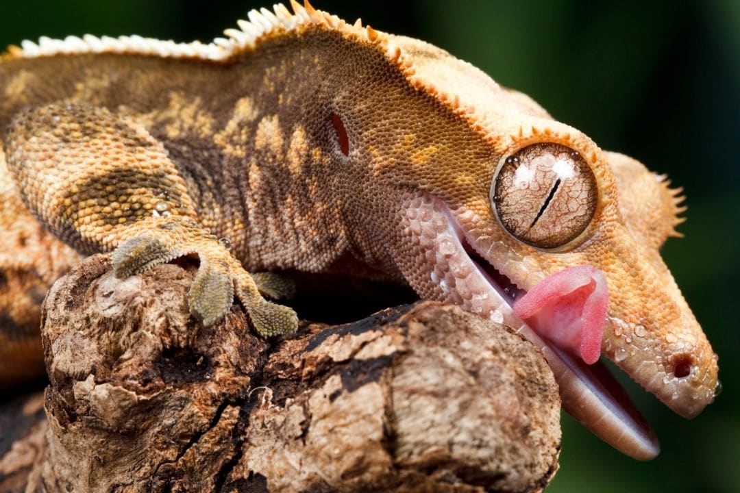crested gecko licking its eye on a branch