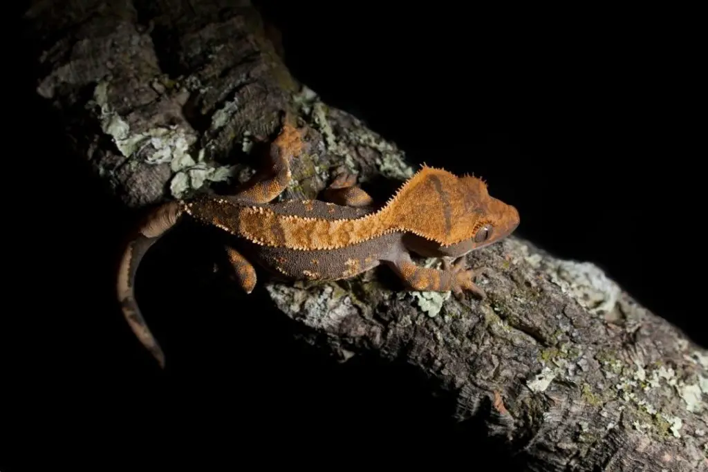 big crested gecko on a tree trunk branch