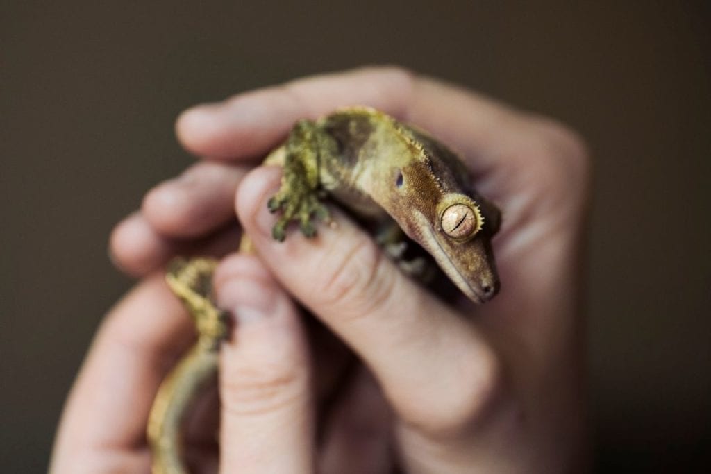 crested gecko pet being handled