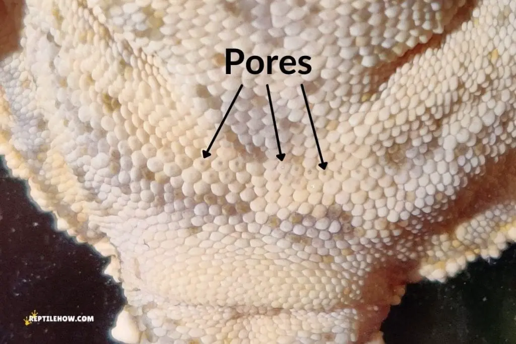 preanal pores on a crested gecko