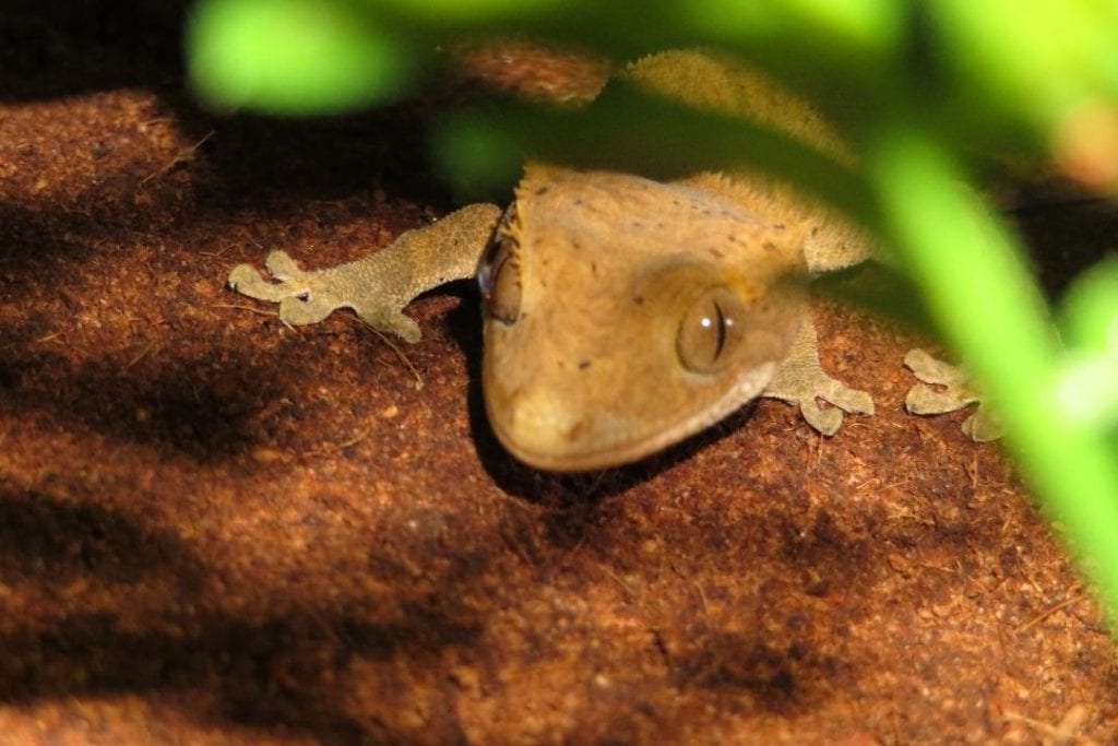 crested gecko on reptisoil substrate