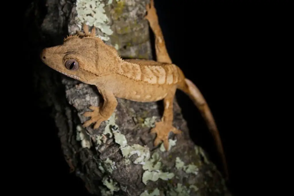 crested gecko climbing a tree