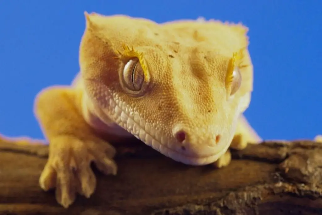 yellow crested gecko
