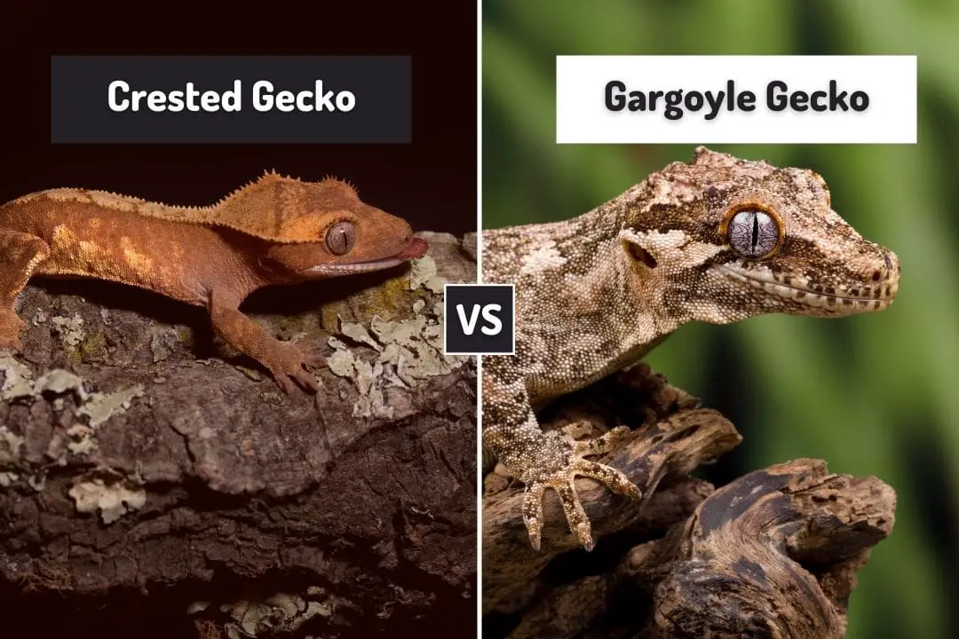 crested gecko vs gargoyle gecko