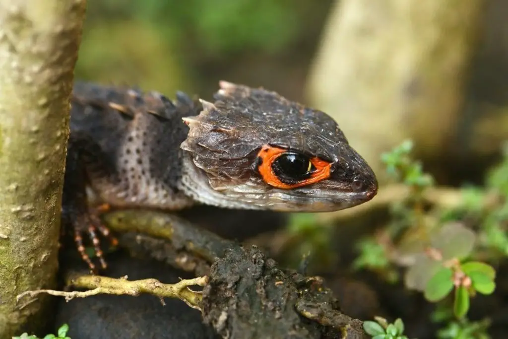 crocodile skink inside a bioactive enclosure