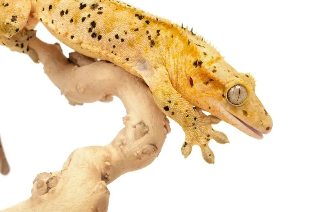 dalmatian crested gecko