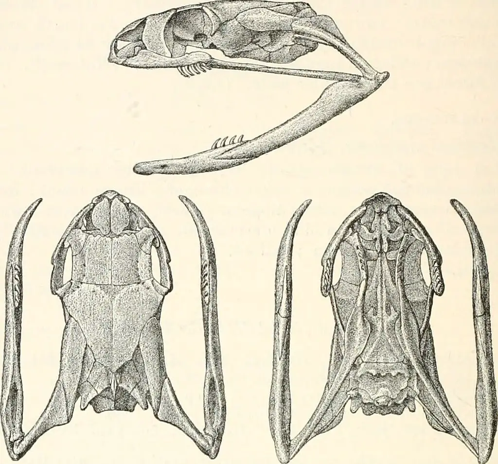 dasypeltis scabra skull