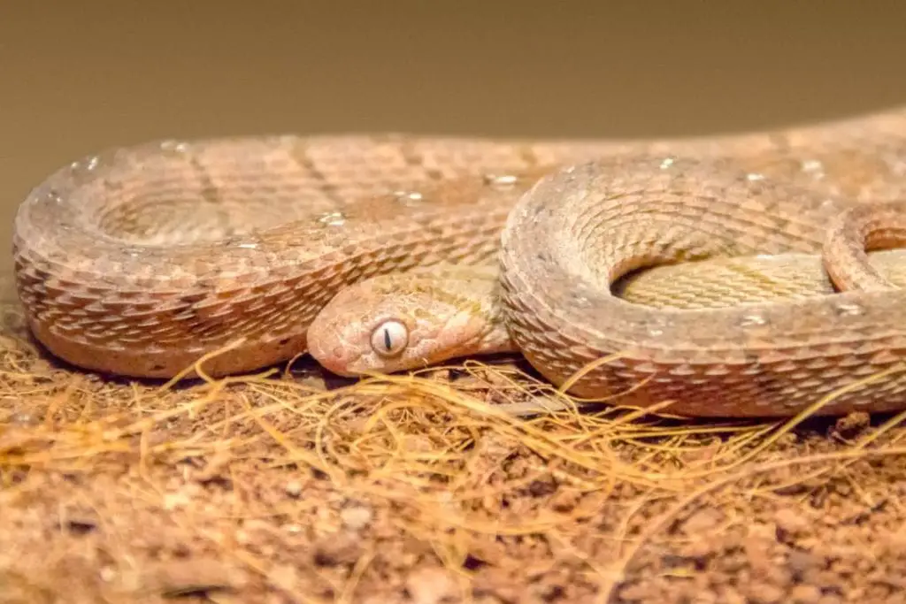 dasypeltis scabra on its substrate