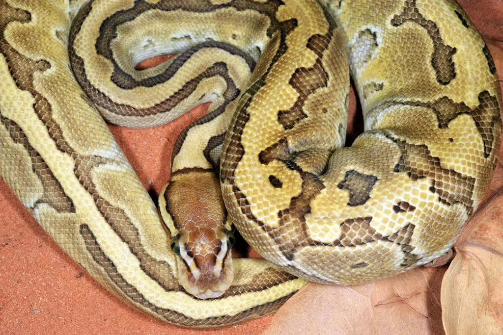 defensive ball python curled up