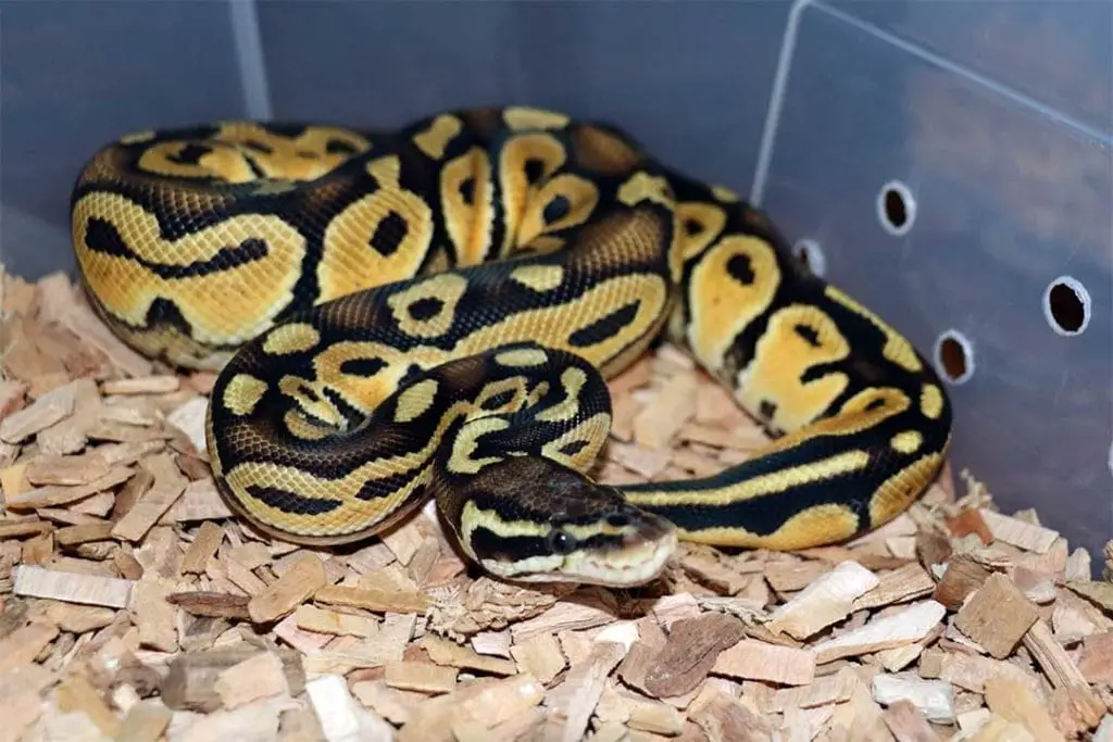 ball python in a defensive posture
