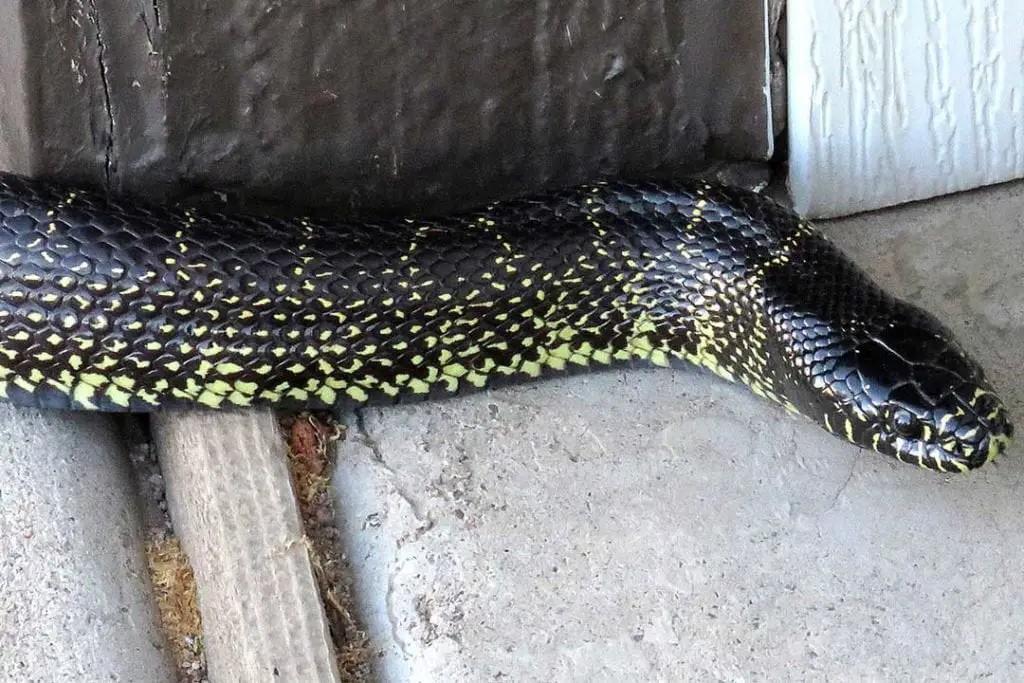 common desert kingsnake