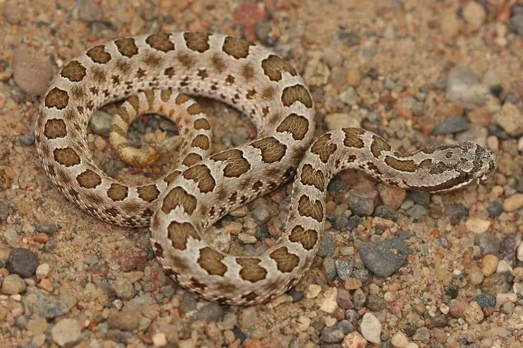 desert massasauga 