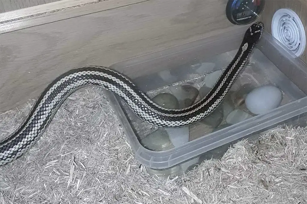 double reverse Striped California King snake