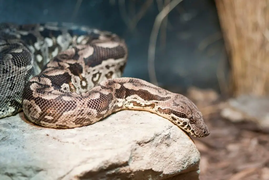 dumeril's boa