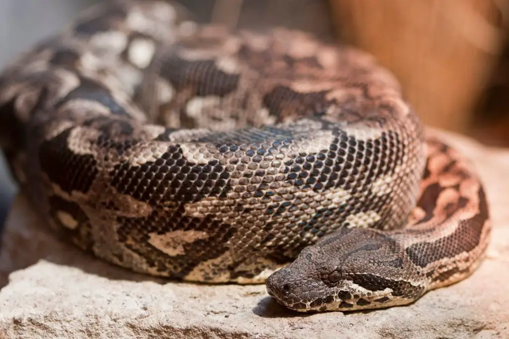 dumeril's boa heating up at the enclosure basking spot