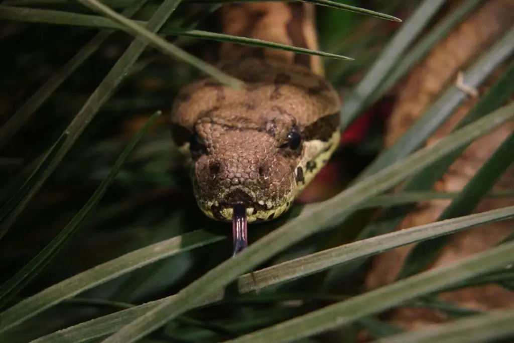 dumeril's ground boa hiding