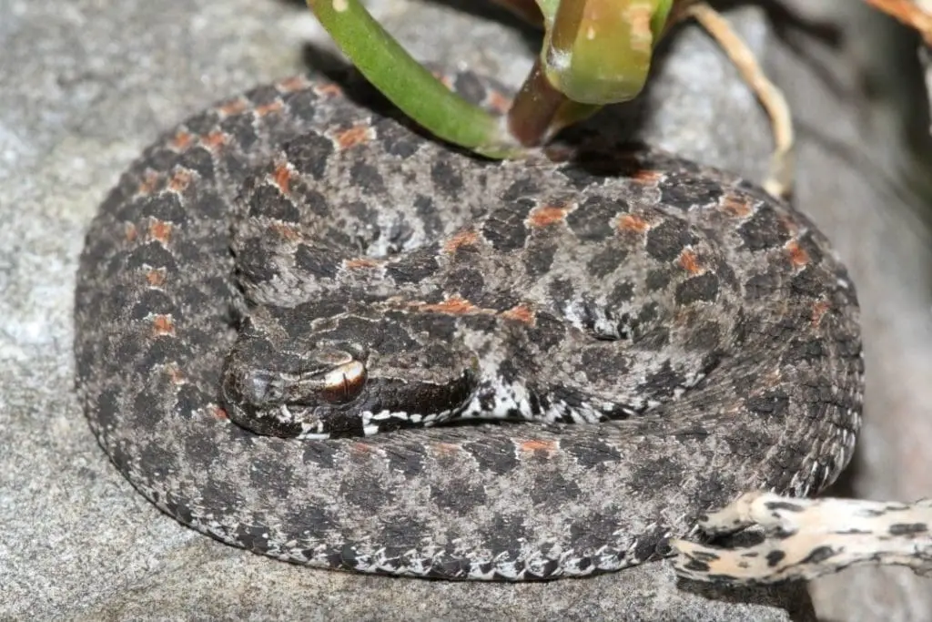 dusky Pigmy Rattlesnake