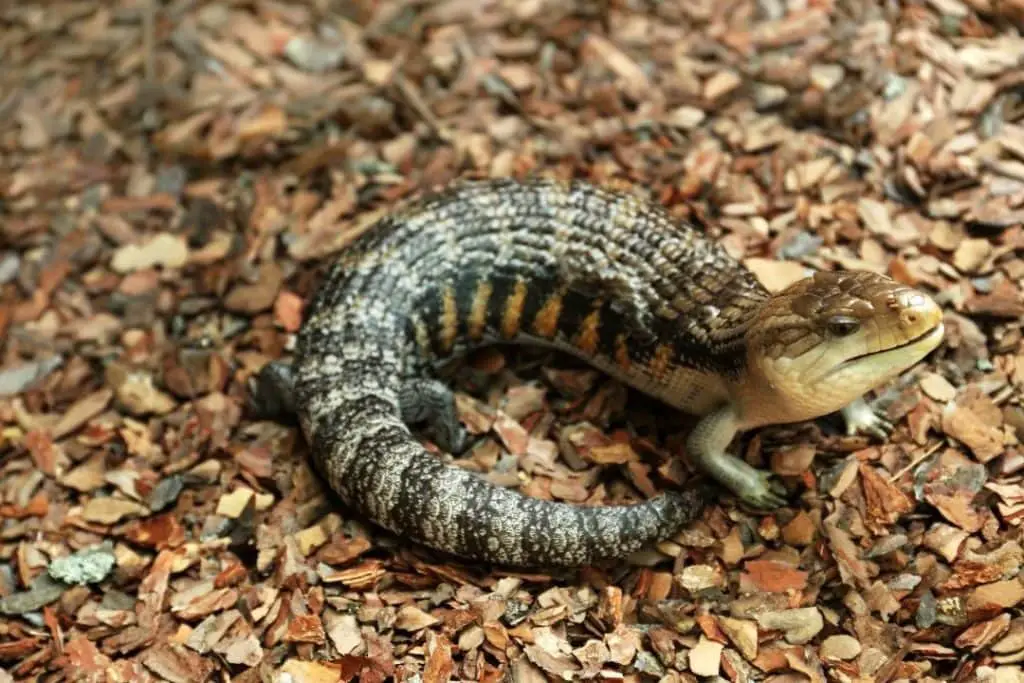 eastern blue tongued skink