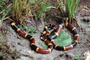 How do Snakes Mate? (With Pictures) - ReptileHow.com