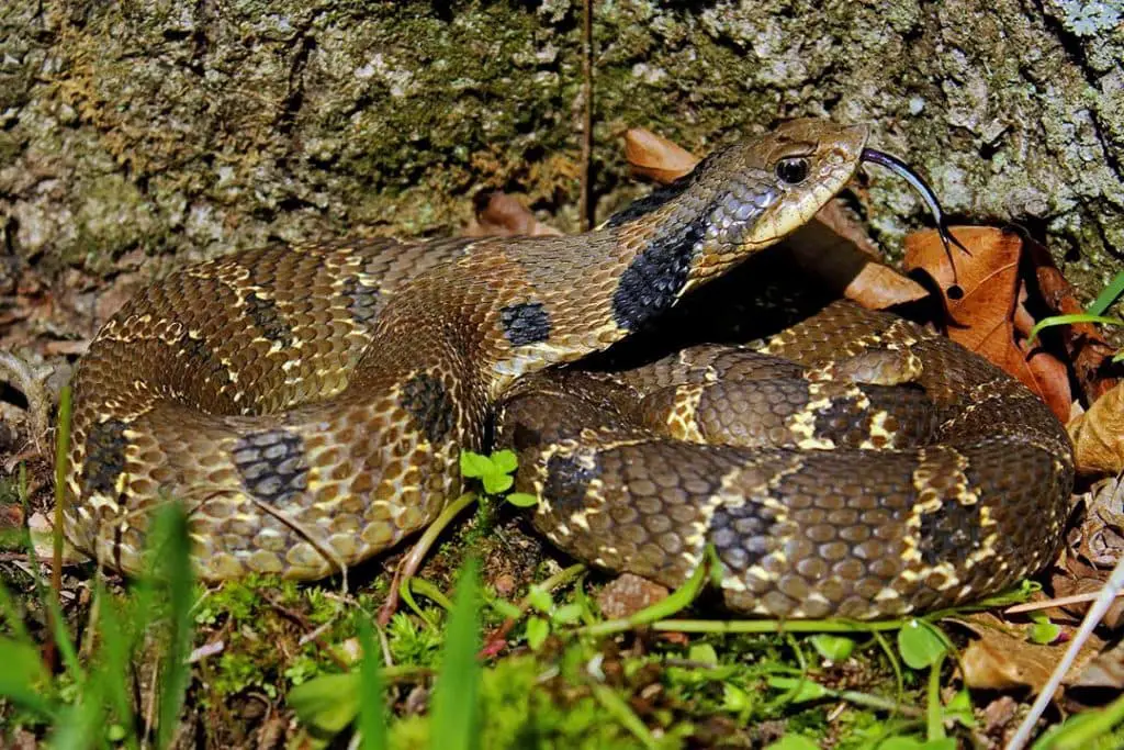 Heterodon platirhinos