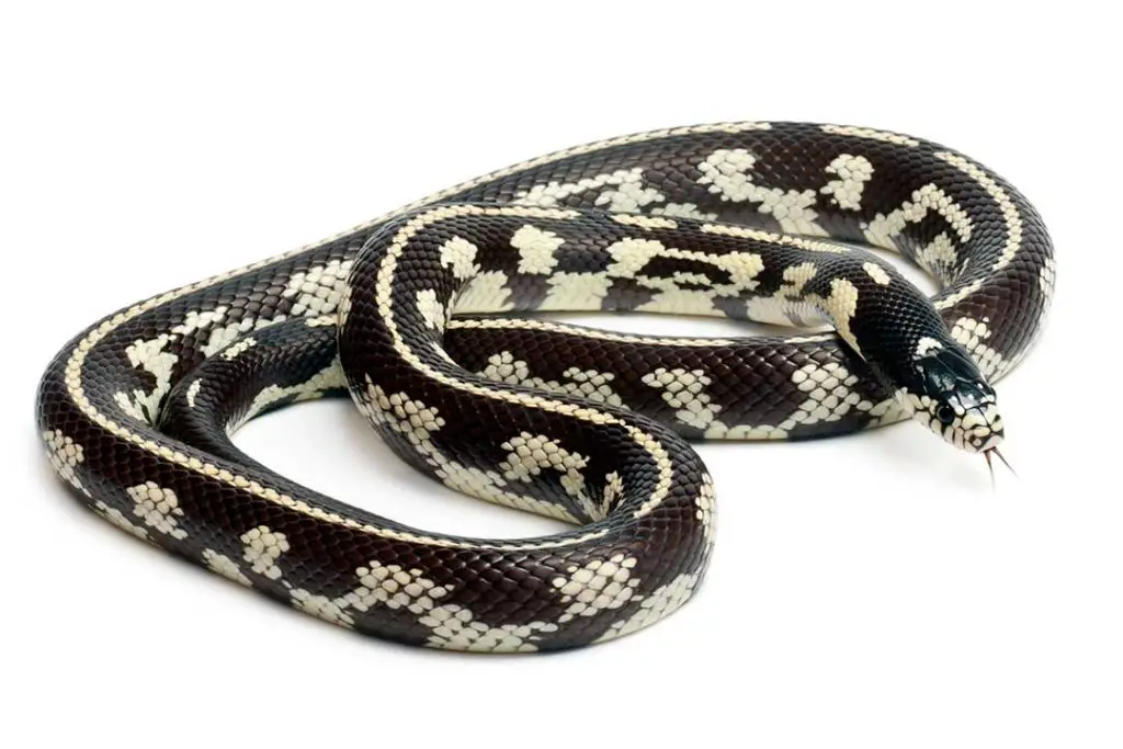 eastern chain king snake