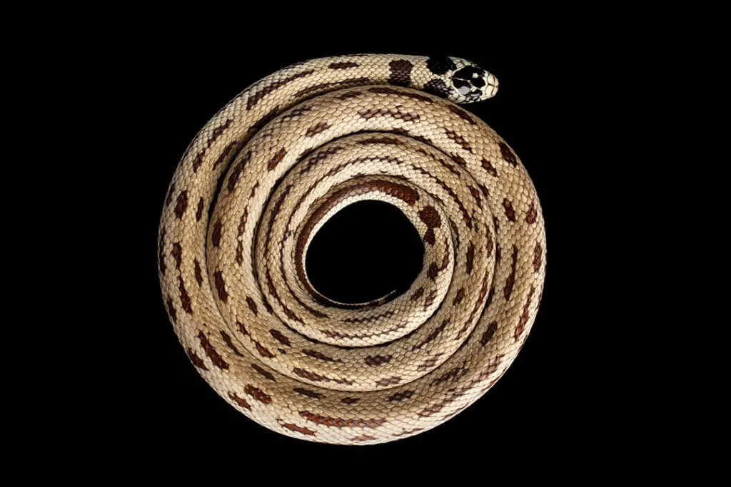 eastern common king snake