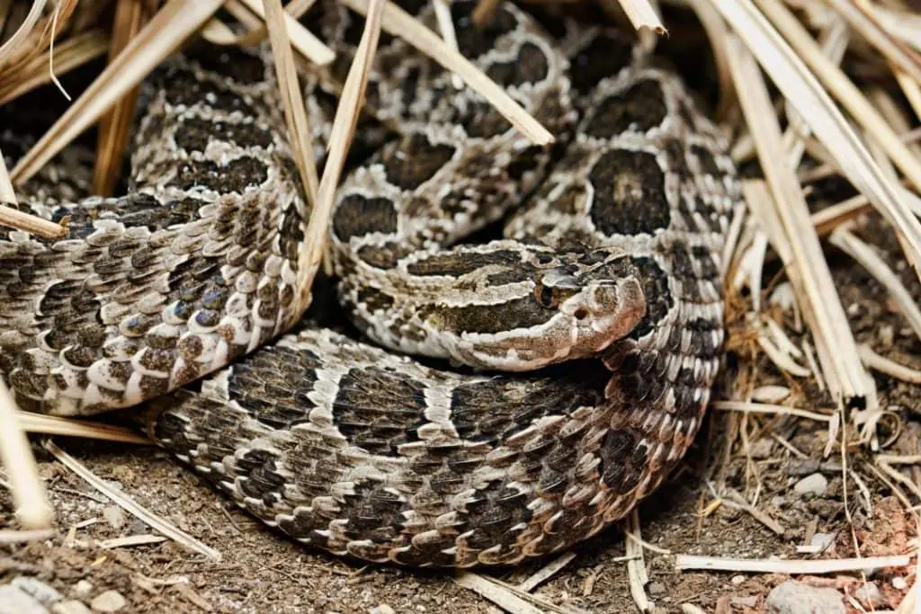 eastern massasauga snake in michigan