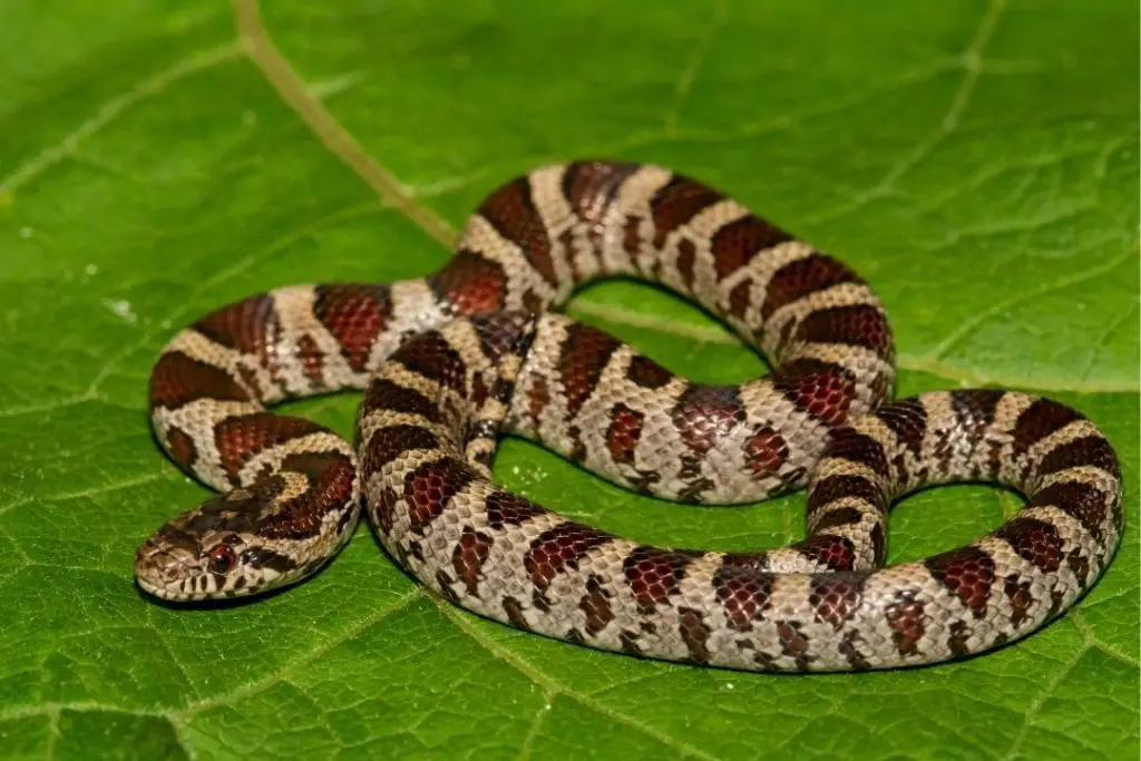 eastern milk snake