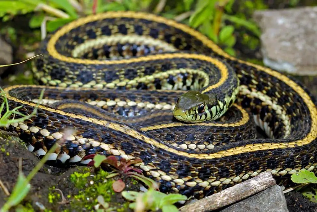 plains garter snake