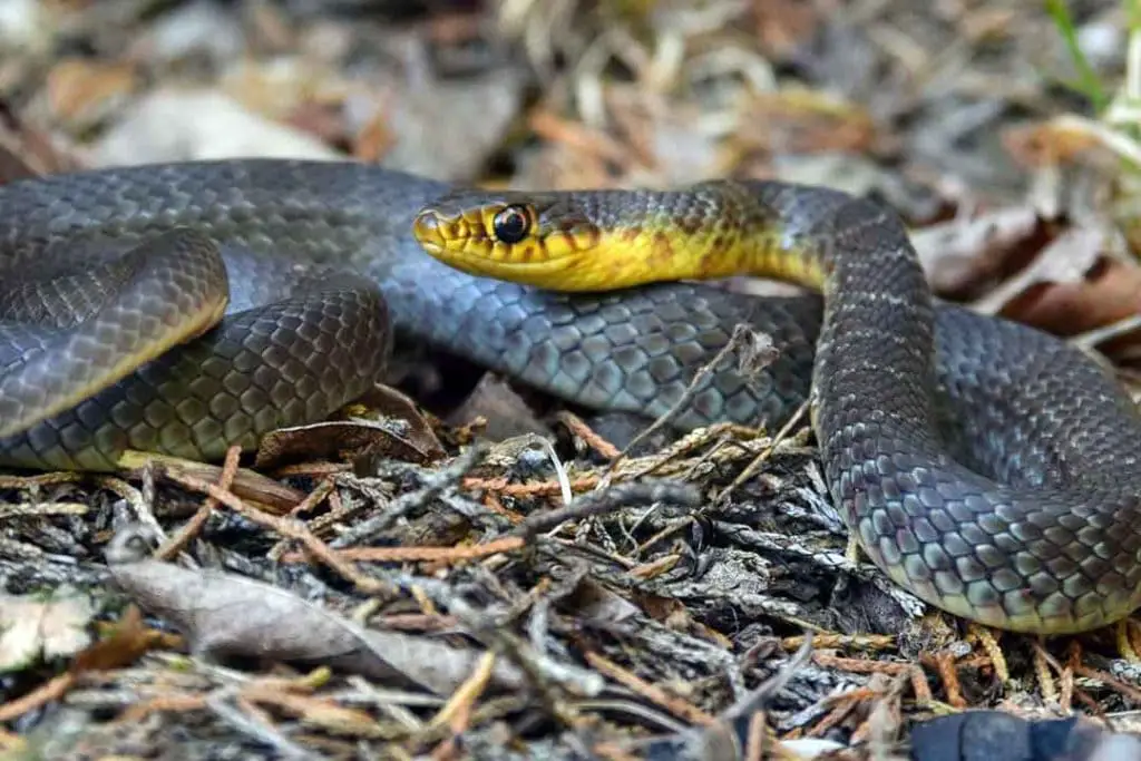 yellow-bellied eastern racer snake