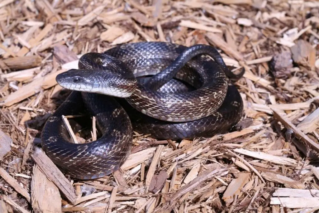 eastern rat snake florida type with stripes