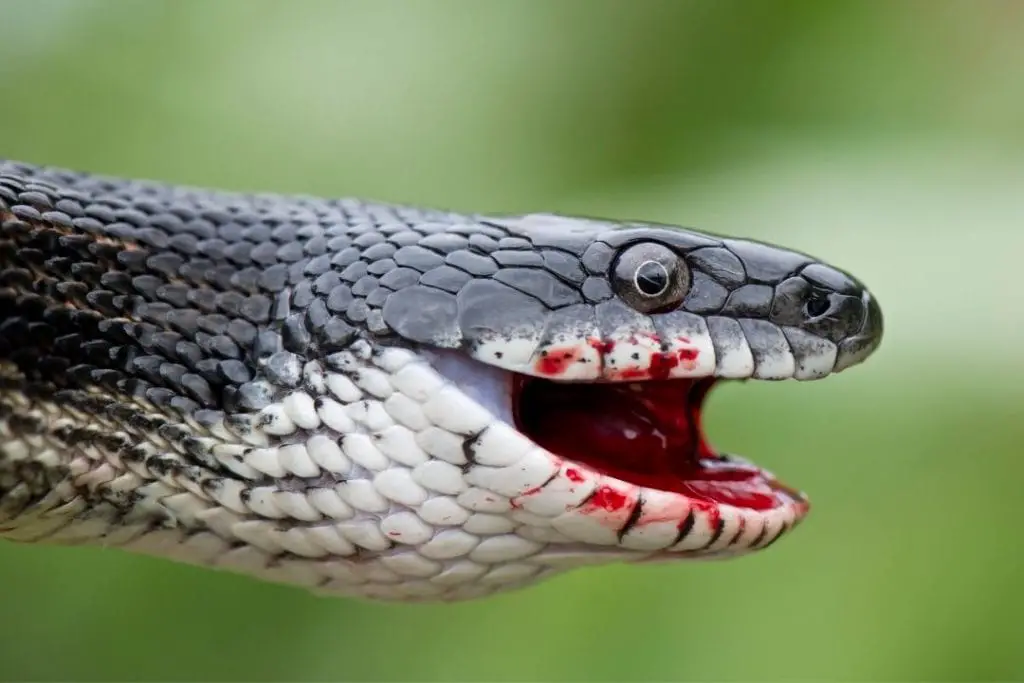 Are Eastern Rat Snakes Dangerous? - ReptileHow.com