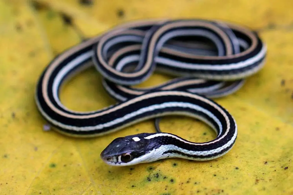 eastern ribbon snake on a leaf
