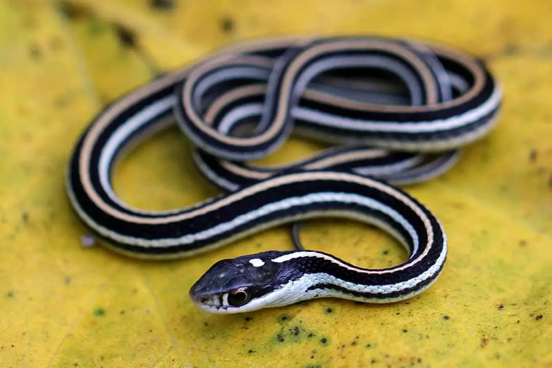 All 46 Snakes In Georgia (With Pictures) - ReptileHow.com