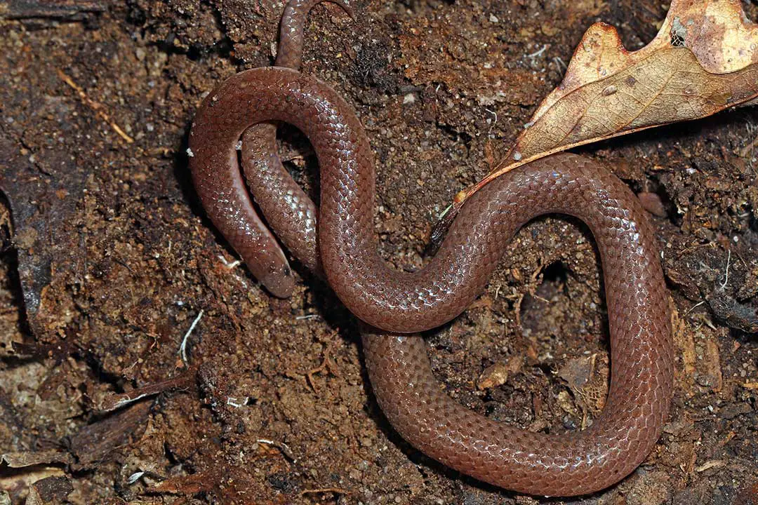 All 46 Snakes In Georgia (With Pictures) - ReptileHow.com