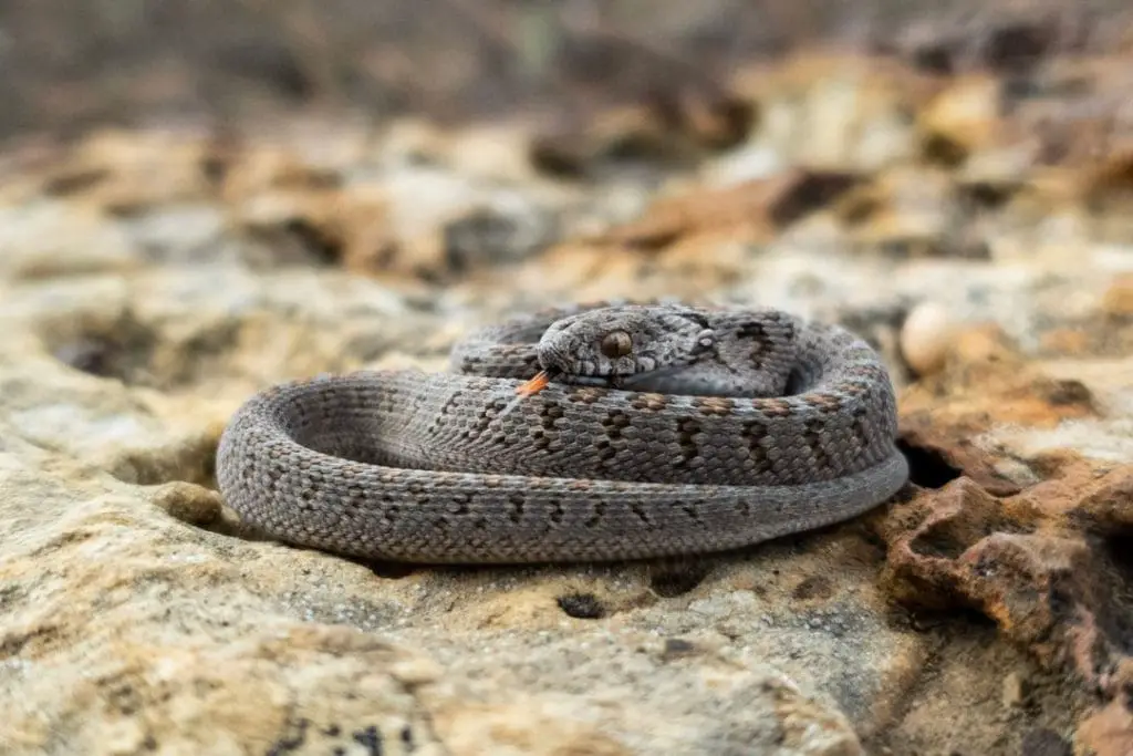 egg eating snake on a heat rock