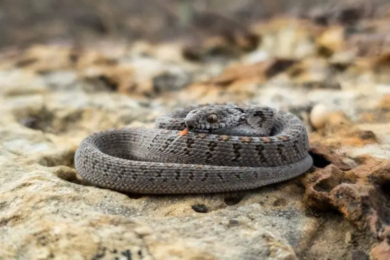 African Egg Eating Snake Care Guide ReptileHow Com   Egg Eating Snake On A Heat Rock 768x512 