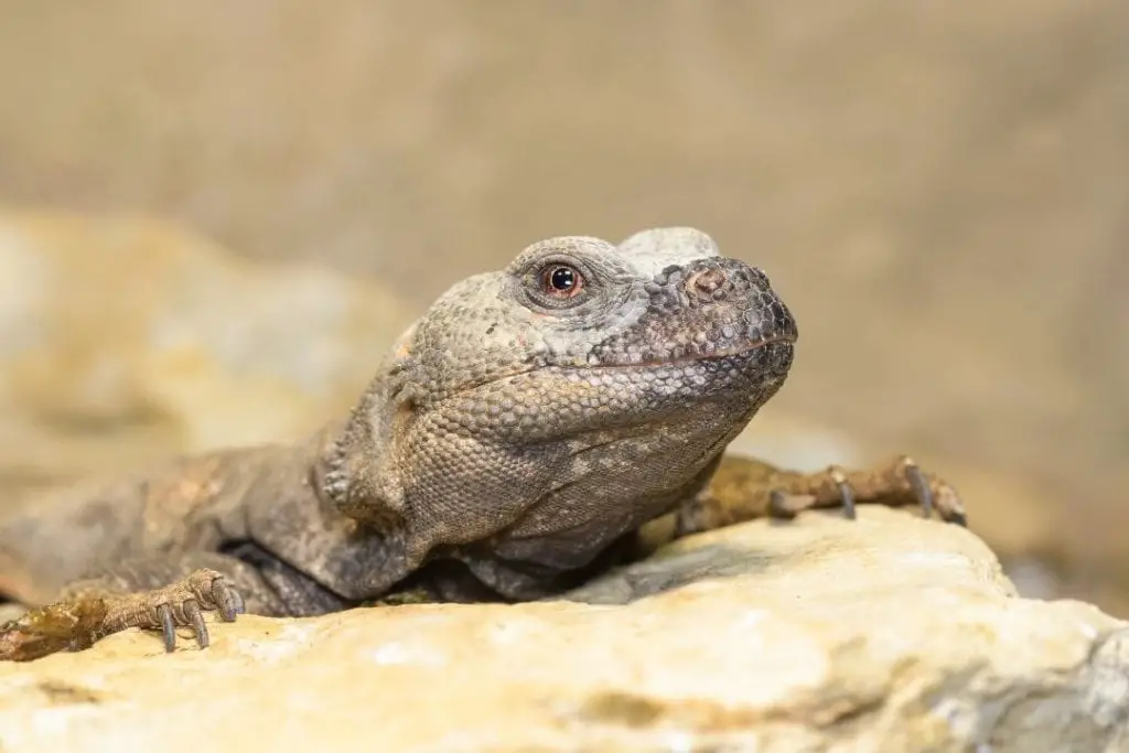 Egyptian uromastyx basking under heat bulb