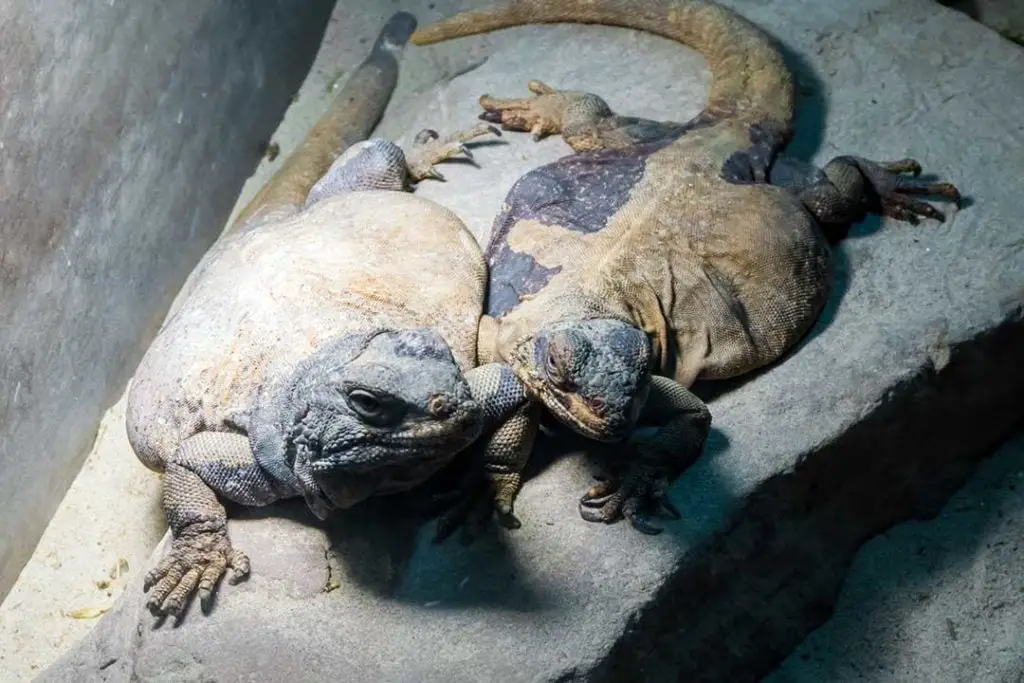 egyptian uromastyx couple