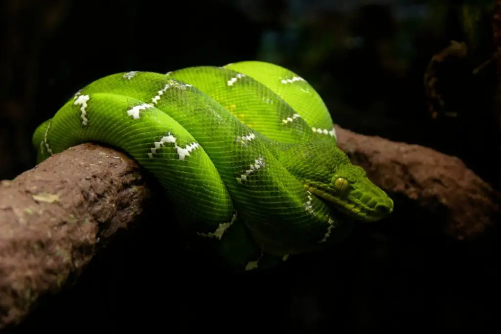 Emerald Tree Boa Care Sheet (Complete Guide) - ReptileHow.com