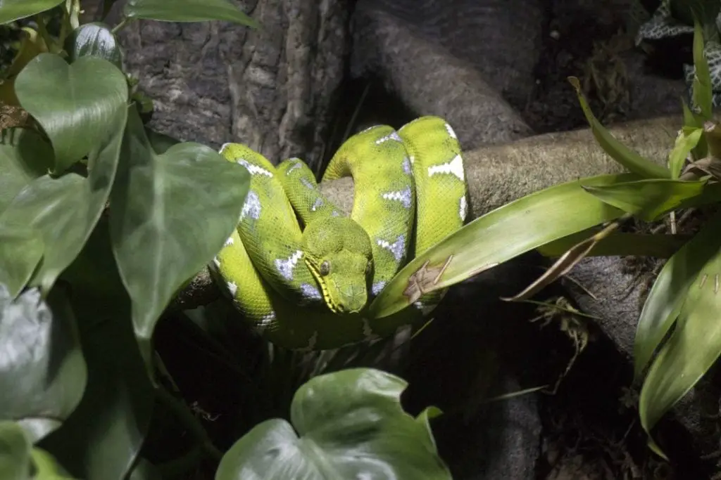 emerald tree boa inside its enclosure