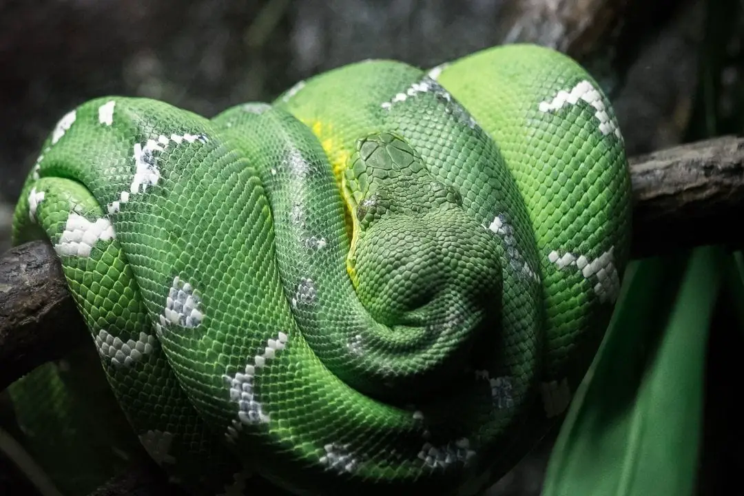 How Much Does an Emerald Tree Boa Cost? (Prices) - ReptileHow.com