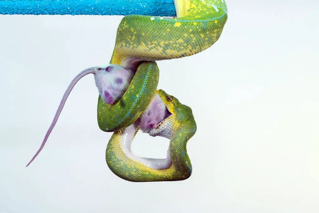 emerald tree boa sub adult eating a rat