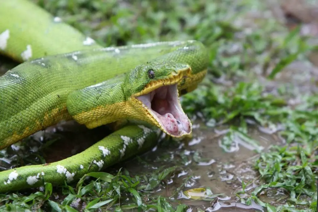 emerald tree boa showing teeth ready to bite