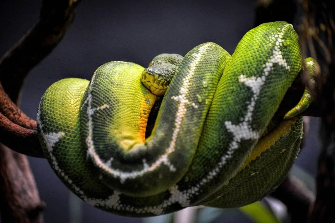 Green Tree Python Vs Emerald Tree Boa (6 Differences) - ReptileHow.com