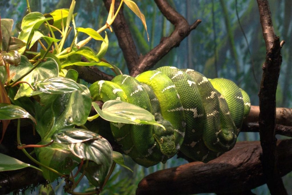 emerald tree boas coiled up hiding on branches