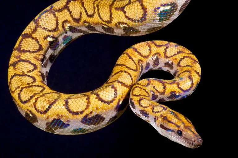 The Species Of Rainbow Boa Reptilehow Com