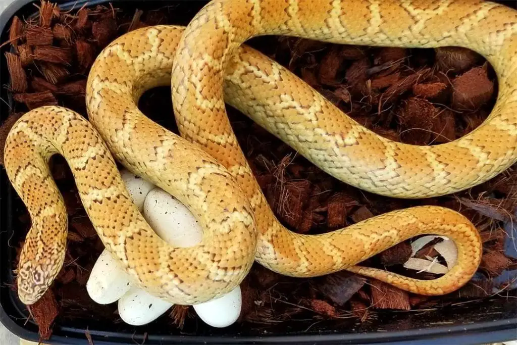 erythristic florida king snake